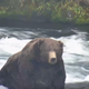 The reigning champ, bear 747, awaiting all challengers.